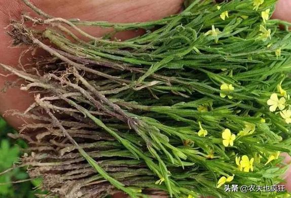 黄色小花杂草,开紫色的小花杂草