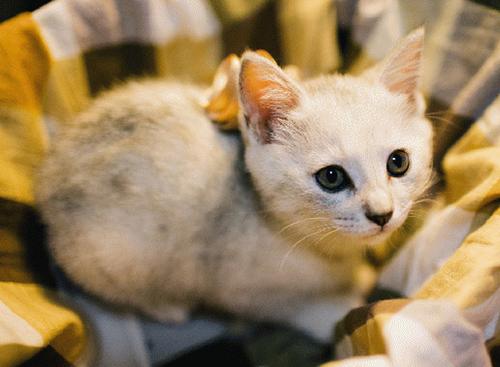 猫咪体温怎么测标准,如何正确给猫咪测体温