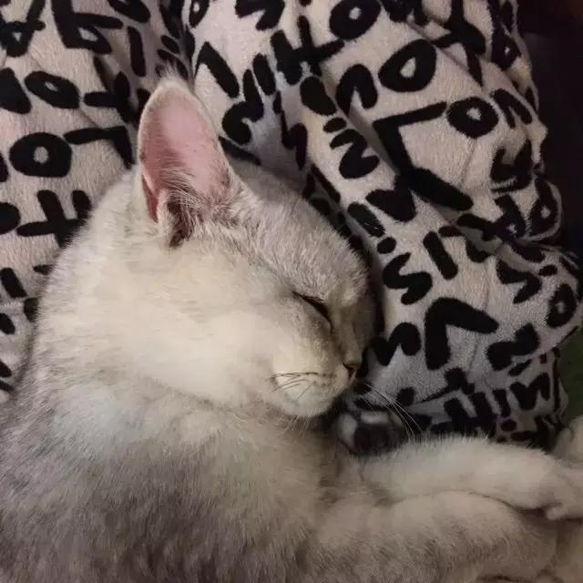 养狗或猫是否对抑郁症有好处,猫狗能治愈抑郁症吗