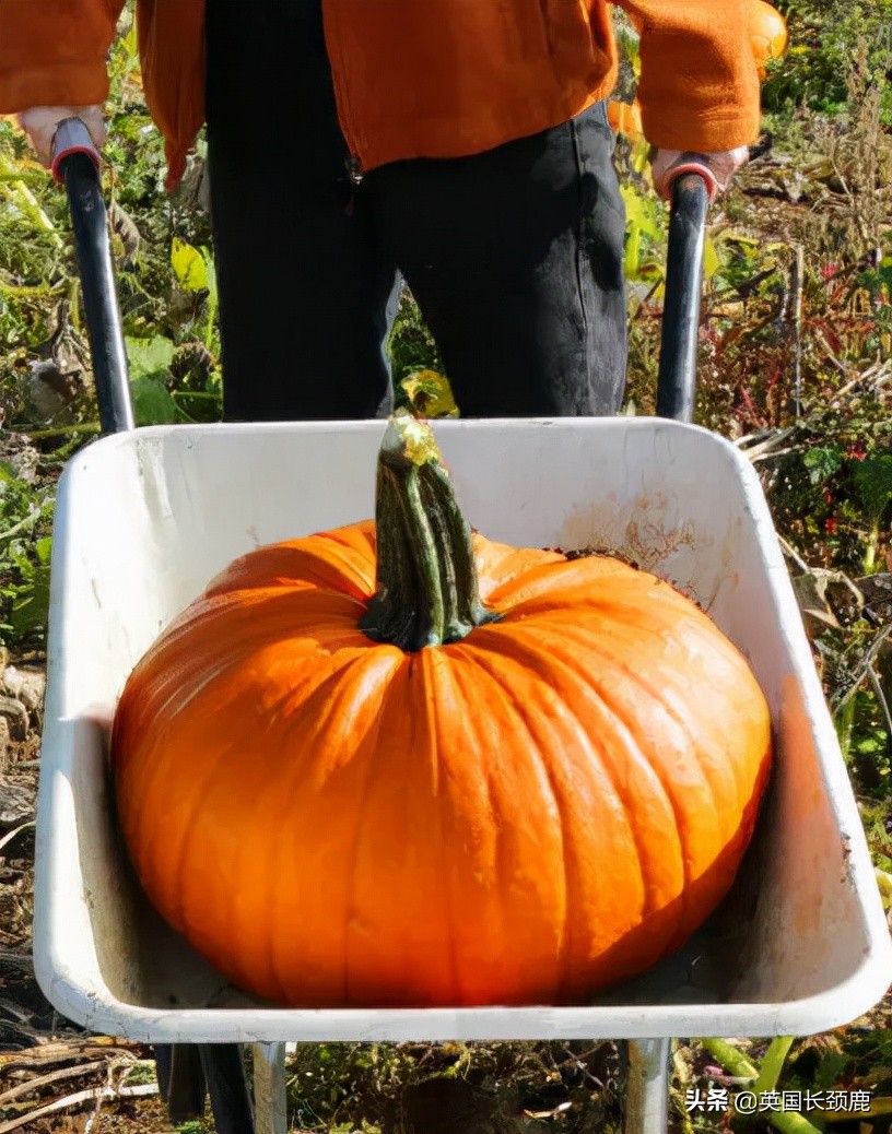 南瓜大作战攻略,南瓜大作战有几个地点