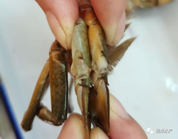 锯缘青蟹视频,锯缘青蟹