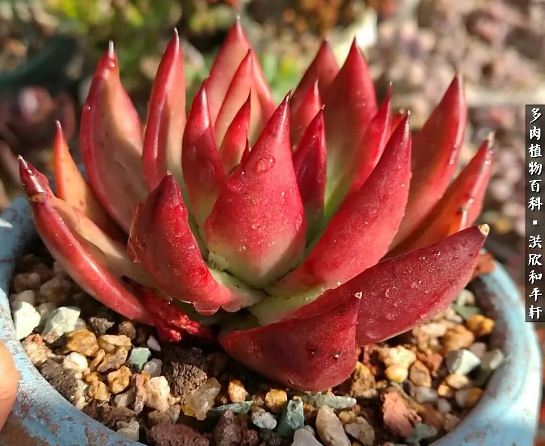 多肉的四季轮回,四季轮回多肉