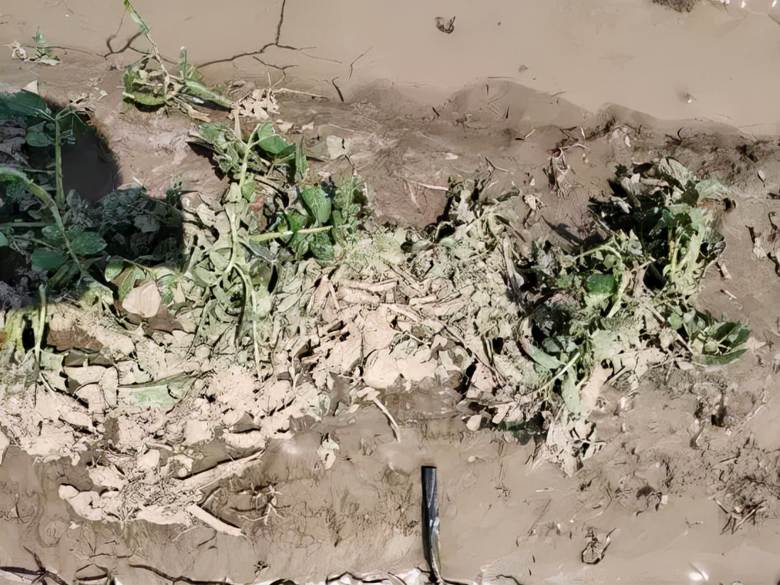 抗灾减损保丰收,抗旱保苗确保秋粮丰产