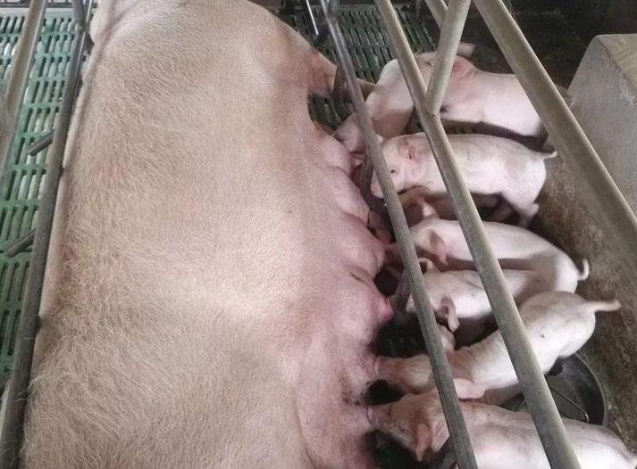 小养猪技术教程大全,怎么养猪省钱长得又快