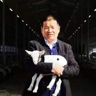 澳洲“飞来”930多只种羊空降银川