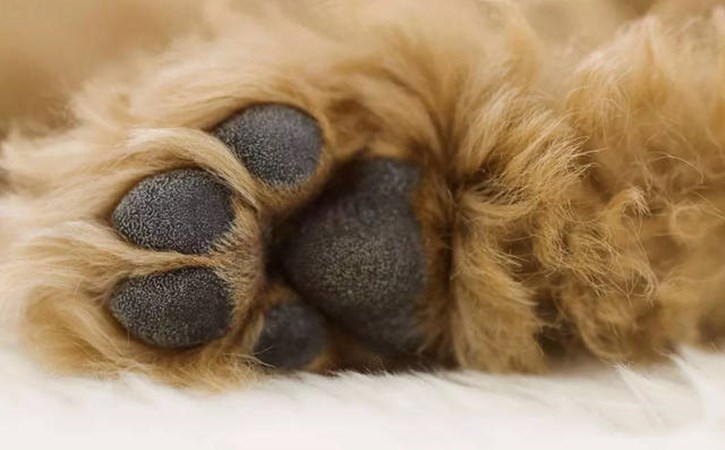 狗狗出门总沾上跳蚤怎么预防,狗狗出门爪子脏怎么解决