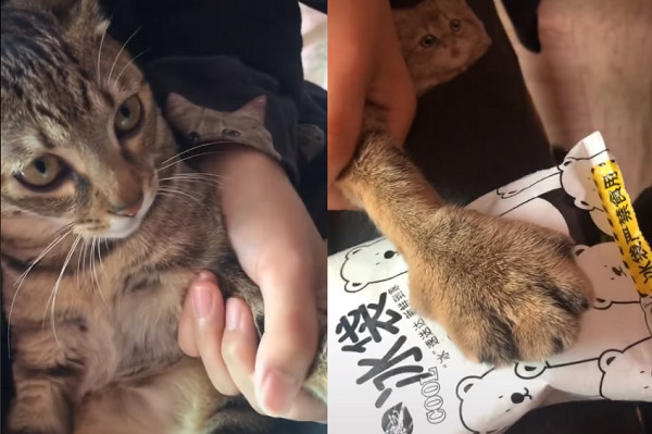 招惹蜜蜂的小猫咪，小爪子肿了3倍大，一脸委屈：下次不敢了