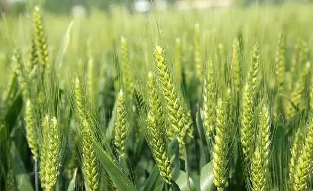 磷酸二氢钾溶解慢是正品还是假货,假的磷酸二氢钾怎么处理