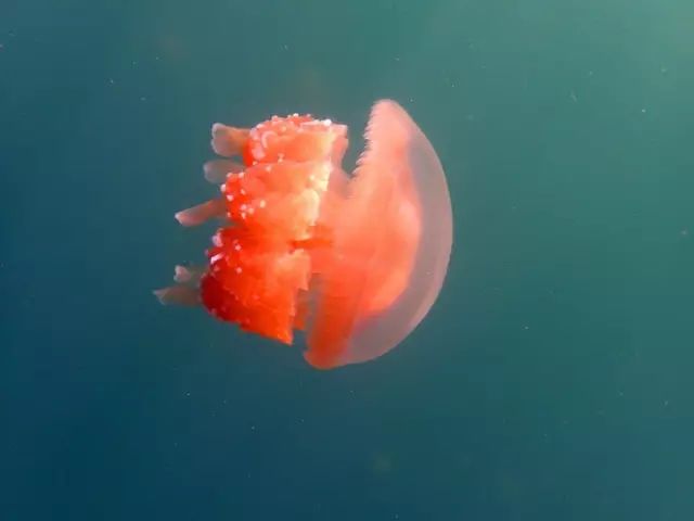 帕劳金色水母,帕劳水母旅行