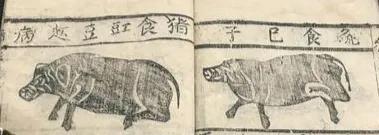 本土猪灭绝背后的故事,中国土猪要灭绝吗