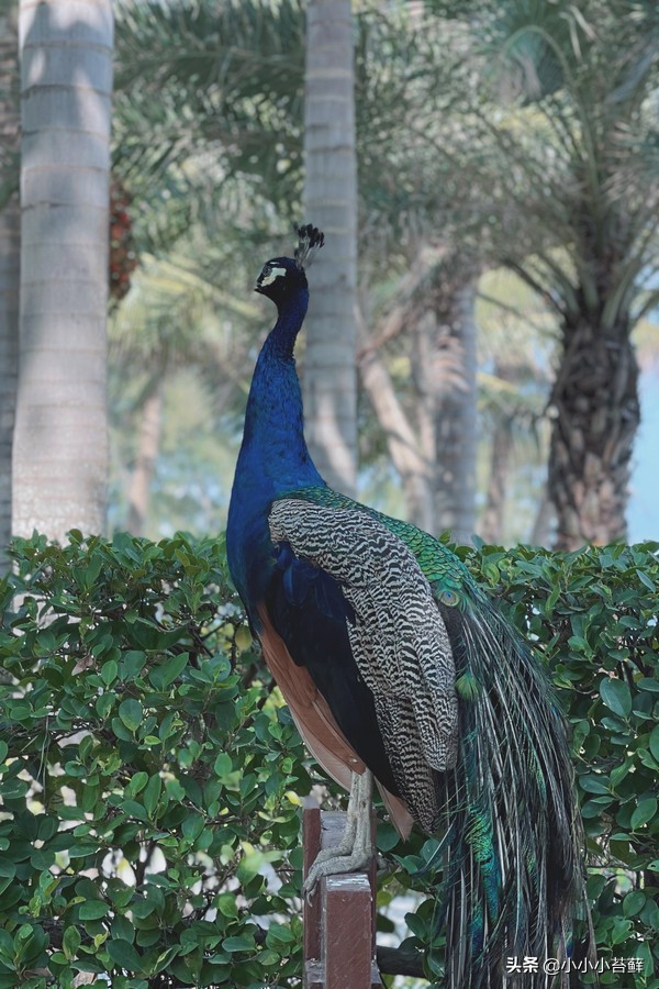 去三亚旅游吃住行全攻略,三亚吃住行