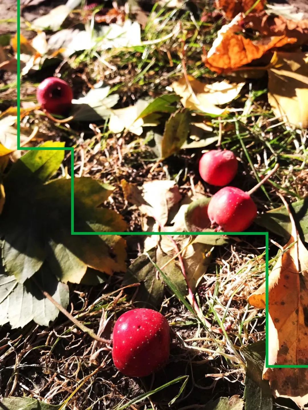 快乐和痛苦并不是反义词,痛苦的反义词是不是欢乐