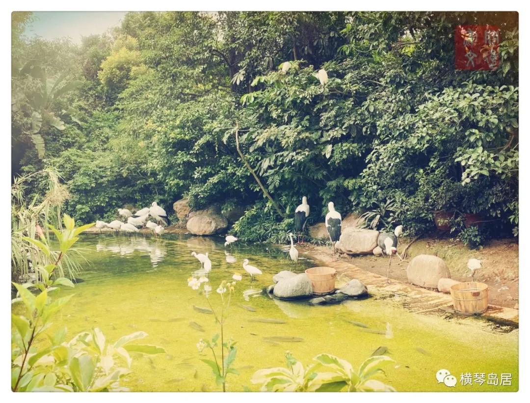 横琴游,横琴一日游最佳攻略大全