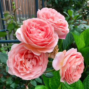 99棵月季,最值得入手的玫瑰月季