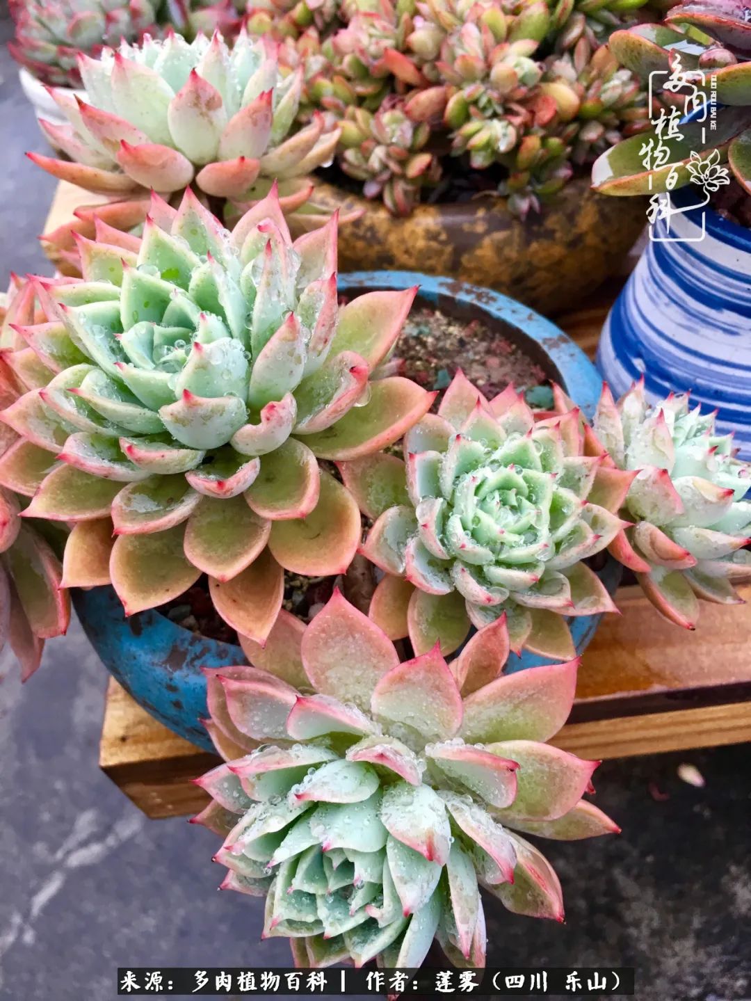 治愈系多肉精灵,初冬携一抹暖阳与多肉相伴