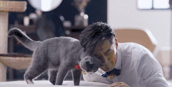 这部温情的撸猫片,让我哭得溃不成军,这是全世界猫*党**的胜利