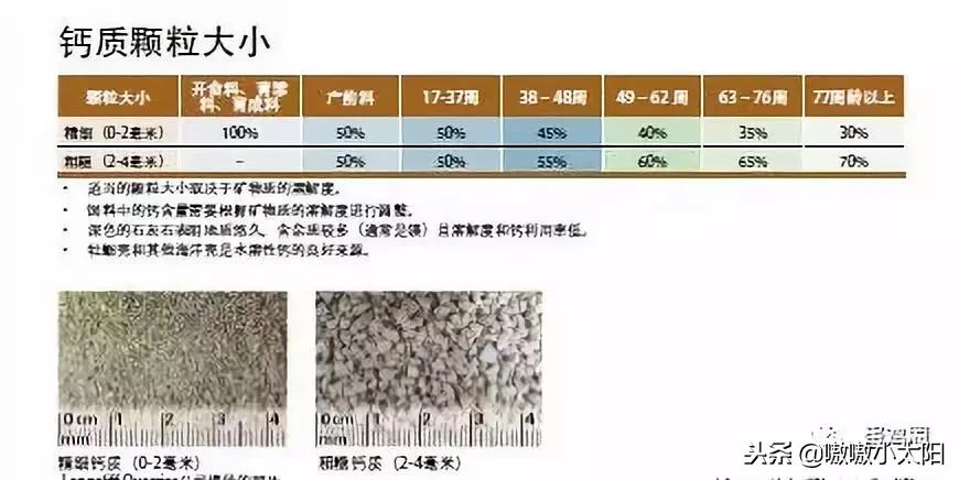 蛋壳是如何形成的?破蛋、软蛋多是咋回事?