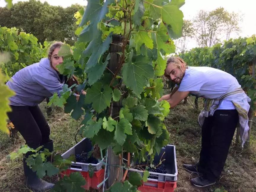 法国葡萄园干活,在法国上班