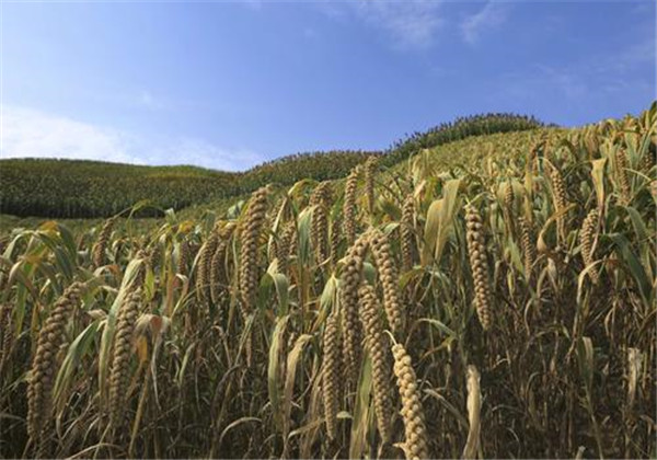 粘高粱米面做粥好吗,粘高粱米能做酒吗