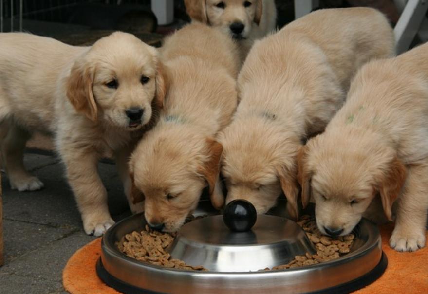 金毛多少天可以喂食,金毛什么时候喂一顿饭