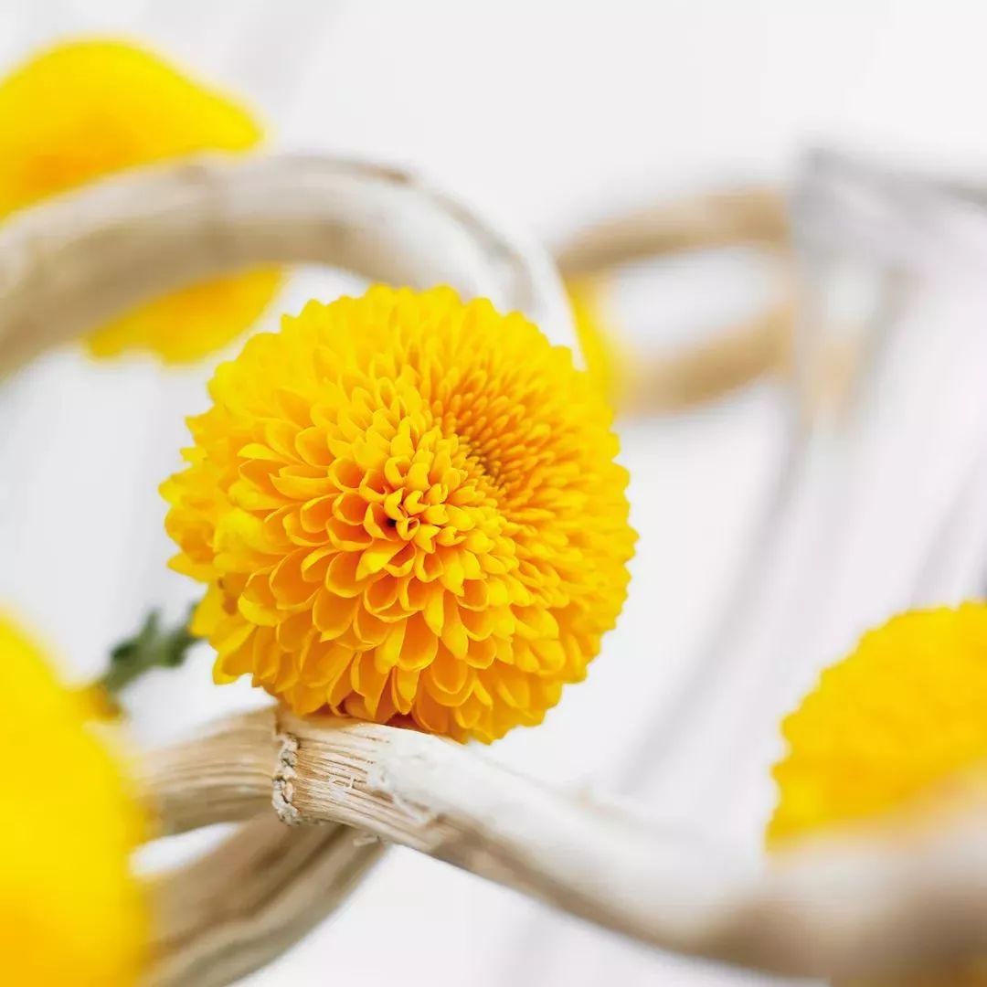 好看的切花菊推荐,好看好养的切花菊