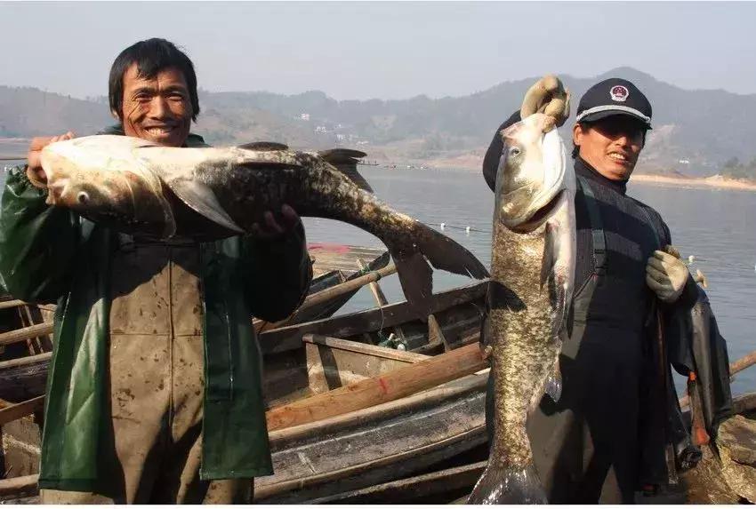 安徽太湖中秋特产有哪些,浙江太湖古镇特产必买清单