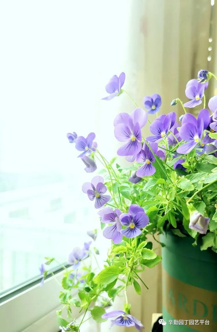 （2021）园丁奖阳台组《008号》星星的花园