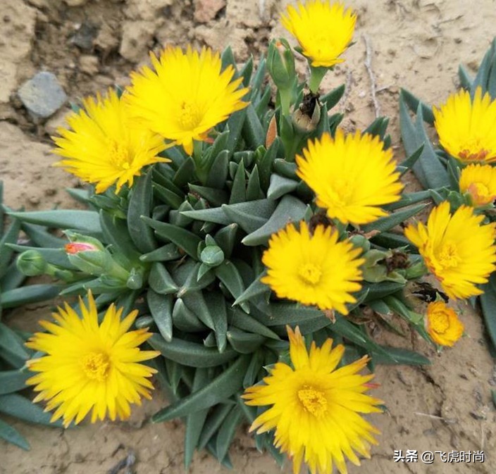 多肉哪些品种开花好看带图片,15种开花的多肉图片