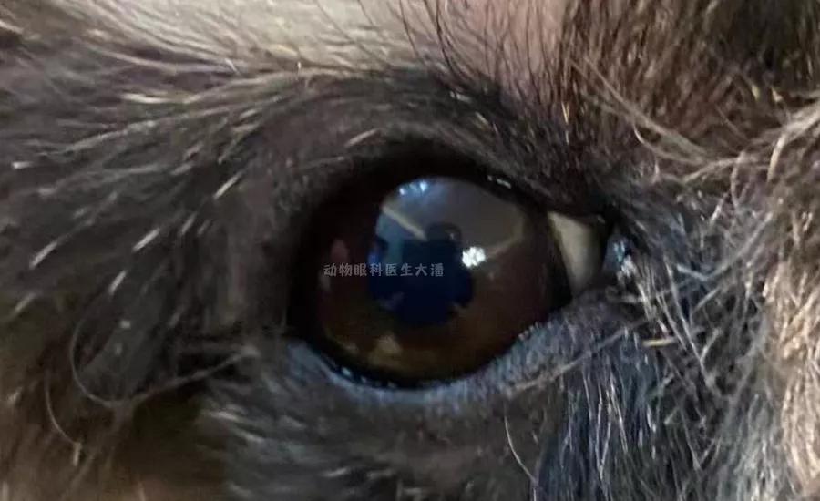 狗狗睑板腺炎最佳治疗方法,狗狗睑板腺炎反复肿怎么办