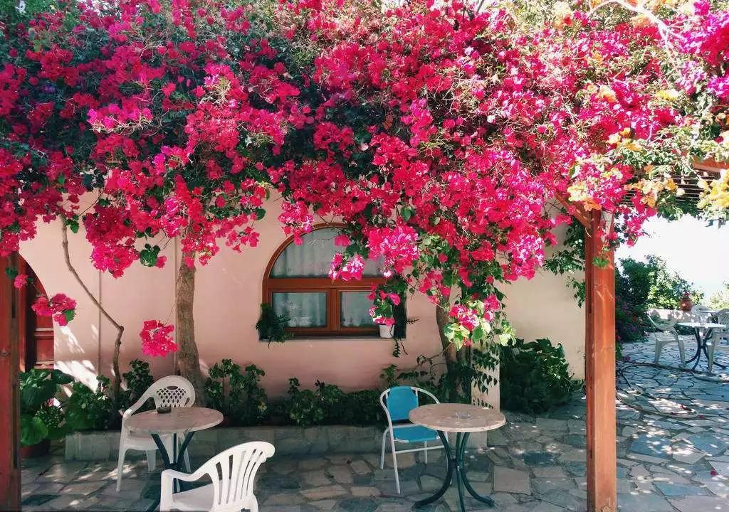 绿化用苗有哪些好品种,现在春季绿化都有哪些绿化苗