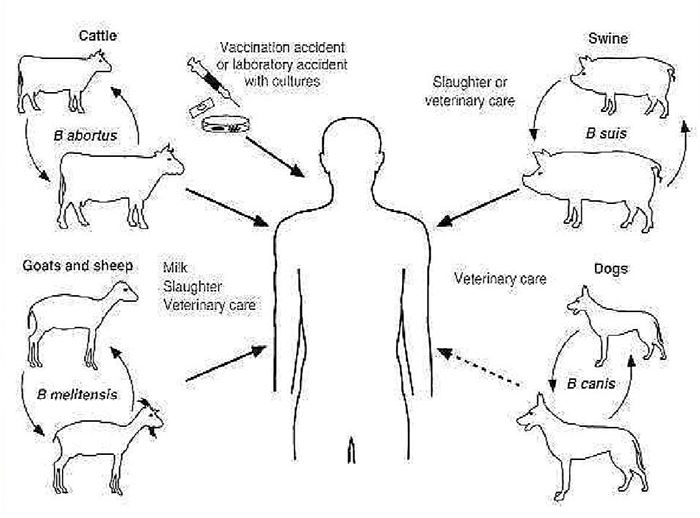 狗狗布氏杆菌病,狗狗感染布鲁氏杆菌有啥症状