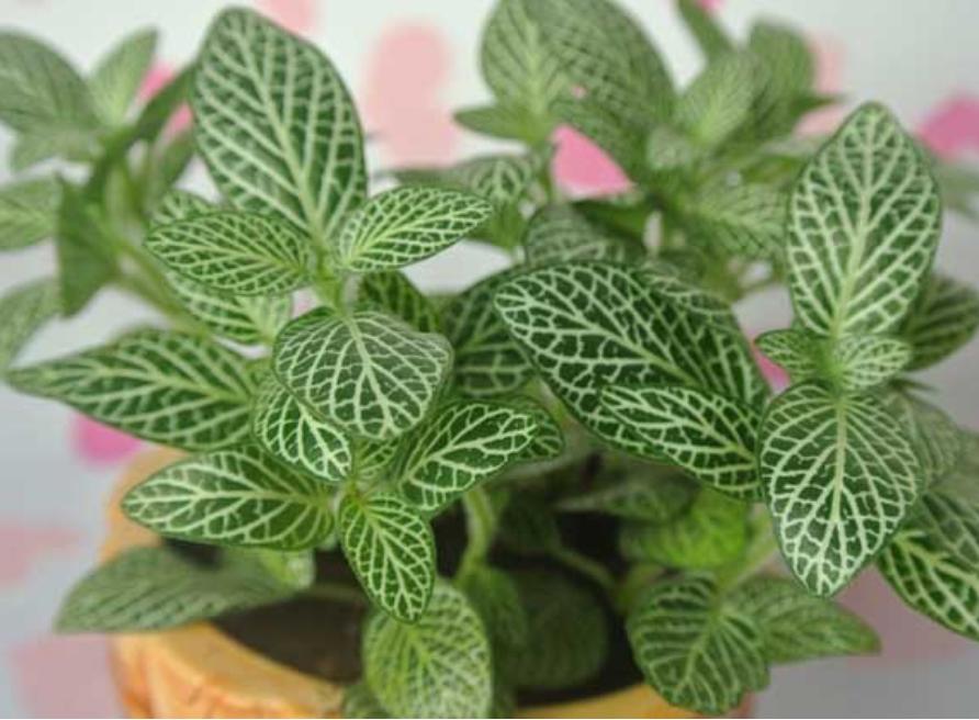 网纹草如何更鲜艳,网纹草微景观怎么打理