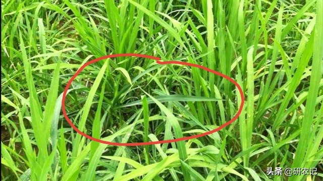 唑嘧磺草胺除草剂优点与缺点,恶唑酰草胺除草剂多长时间有效果