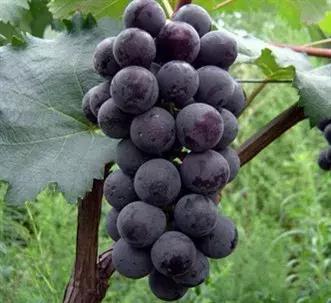 神农葡萄庄园基地,神农葡萄庄园