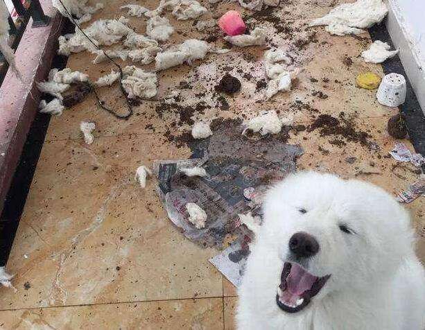 微笑天使萨摩耶犬,微笑天使萨摩耶好养吗