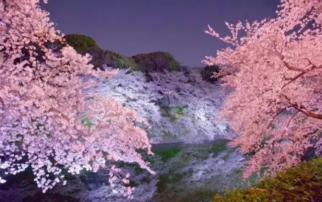 【酷游纪】日本最浪漫“樱花季”，粉红秘境遇见最美的＂樱吹雪＂