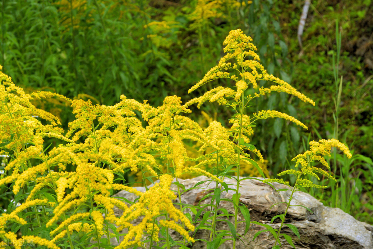 每个十一月生日对应的生日花,365天每天代表生日的花有哪些