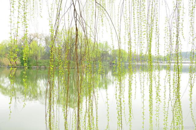 小学二年级下册语文村居的讲解,部编版二年级下册村居教学视频
