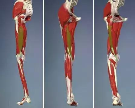 腘绳肌二级拉伤和三级拉伤的区别,大腿内侧拉伤韧带