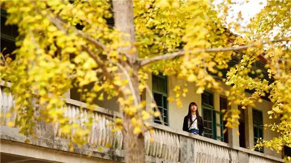 南雄最美银杏,广东美丽的银杏图片