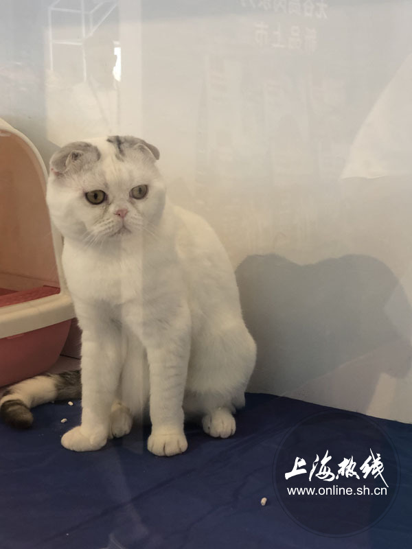 亚洲宠物展2022直播,亚洲宠物展会直播