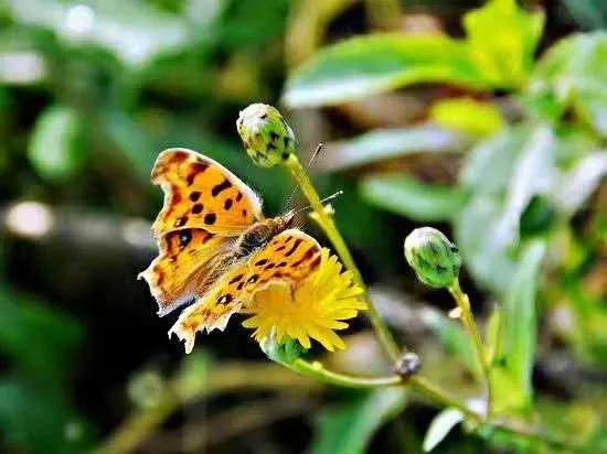 夏日叠词有哪些,夏日迭部