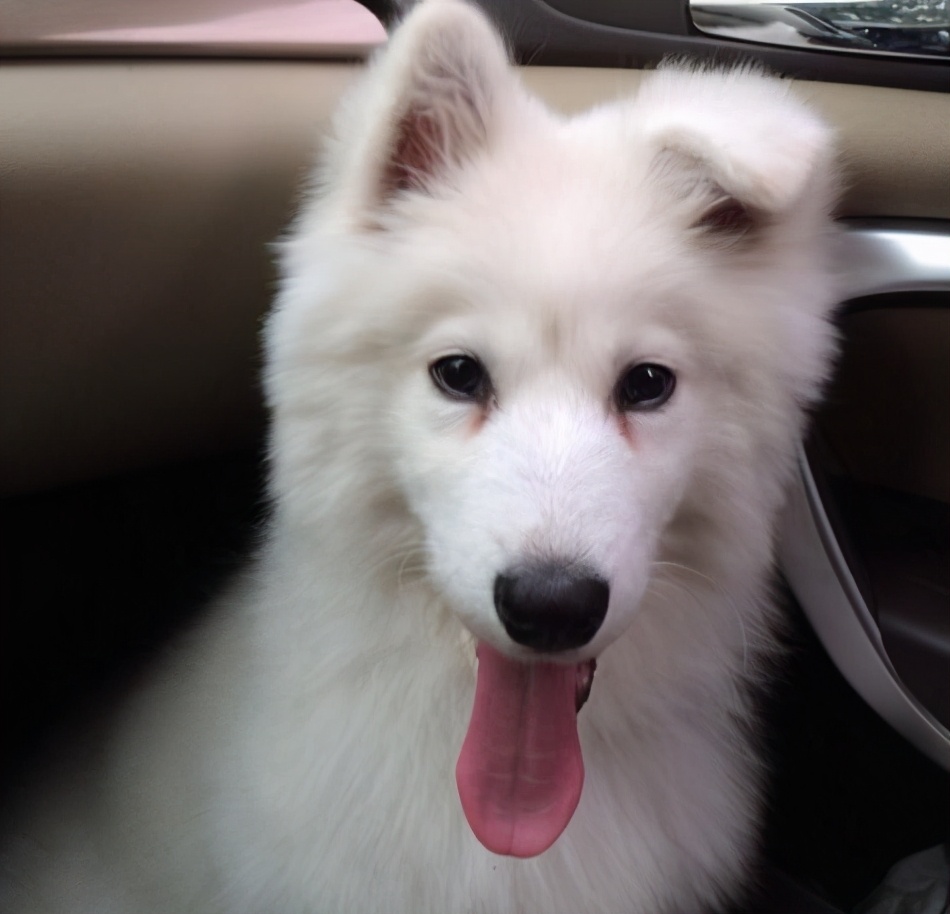 萨摩耶吃什么治泪痕,萨摩耶泪痕什么意思