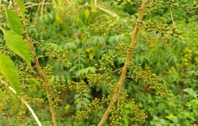 海南常见植物图解视频,海南的树木都有哪些名称