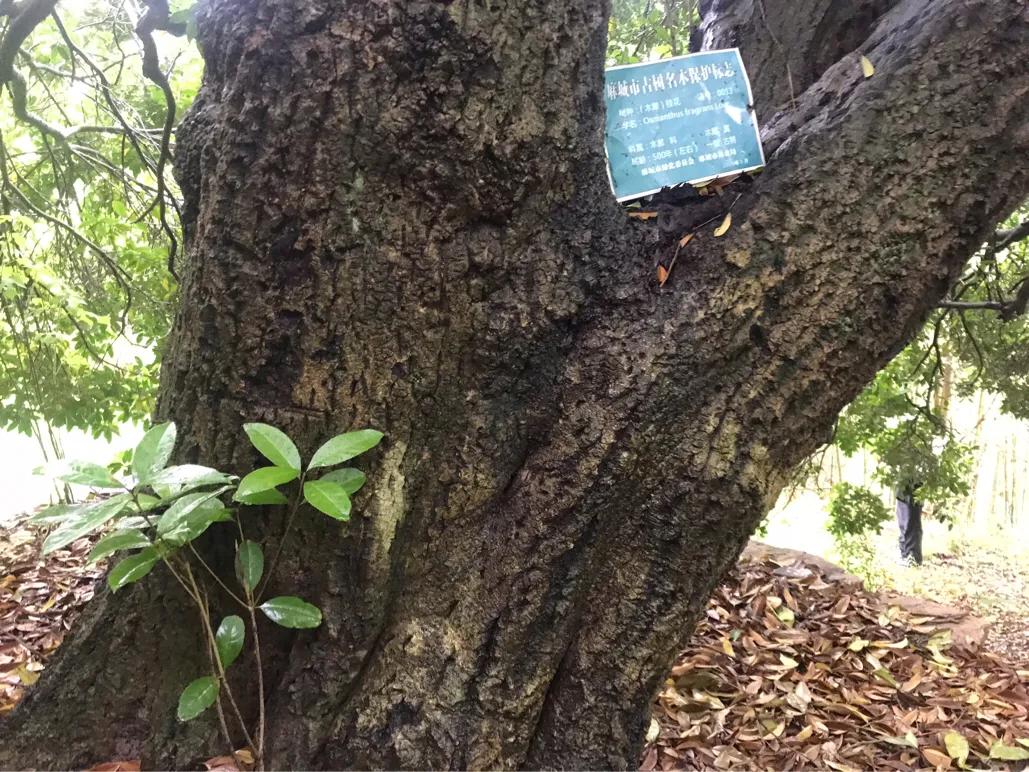 白果云雾山,麻城白果云雾山景区