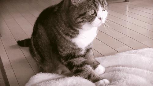 猫咪踩奶的行为是想妈妈了吗,如何看待猫咪踩奶