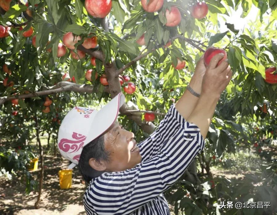 昌平鲜桃采摘地点,桃醉一夏