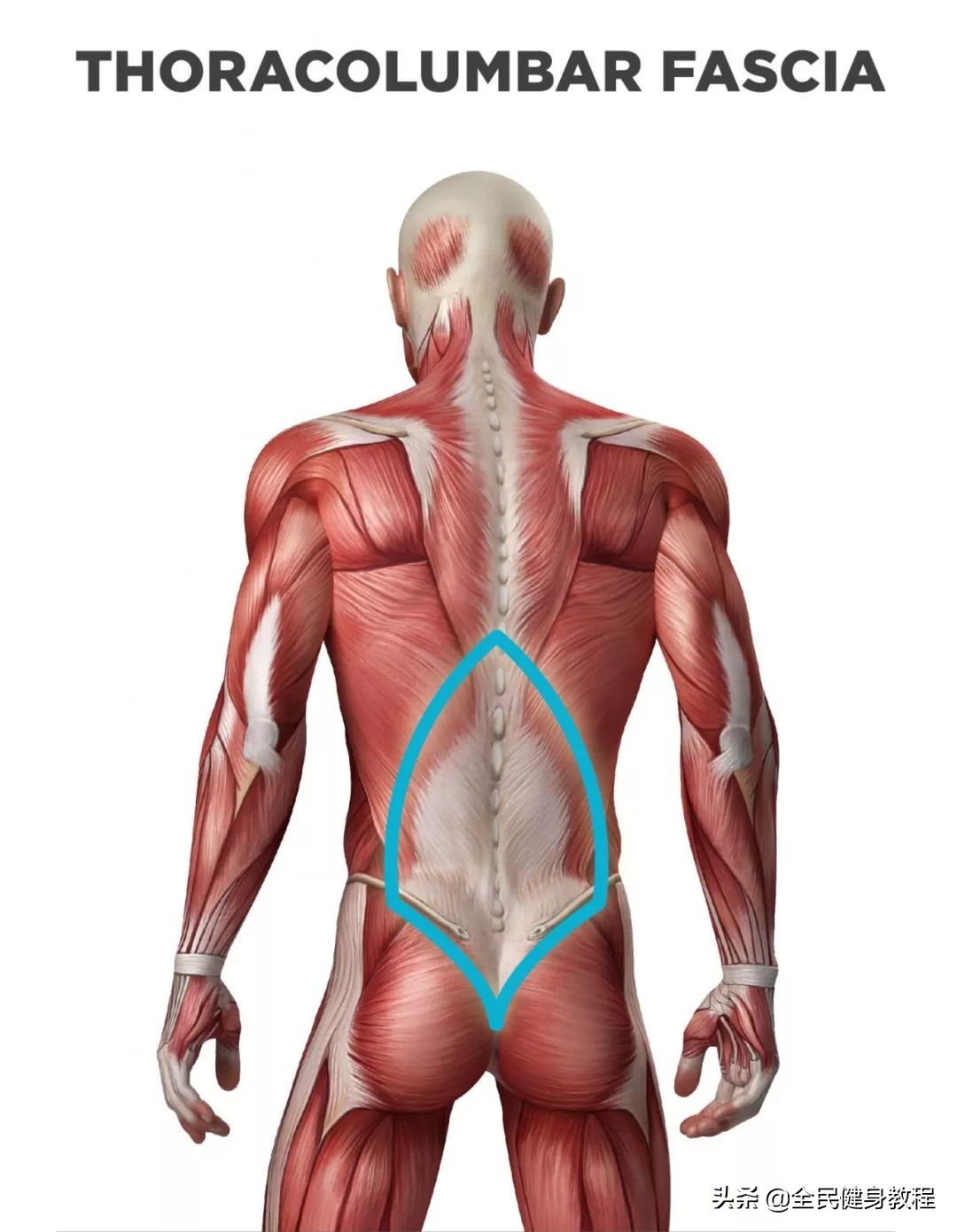 松解胸腰筋膜的作用,胸腰筋膜损伤的最快恢复方法