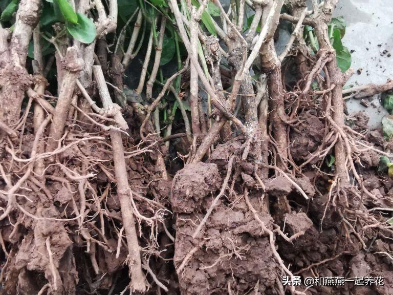 燕燕带你一步一步揭秘为什么花市买的茉莉花不换盆养不活