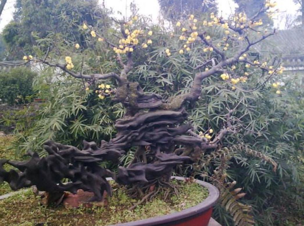 新房易栽的盆景树,桂花盆景四大镇宅之树